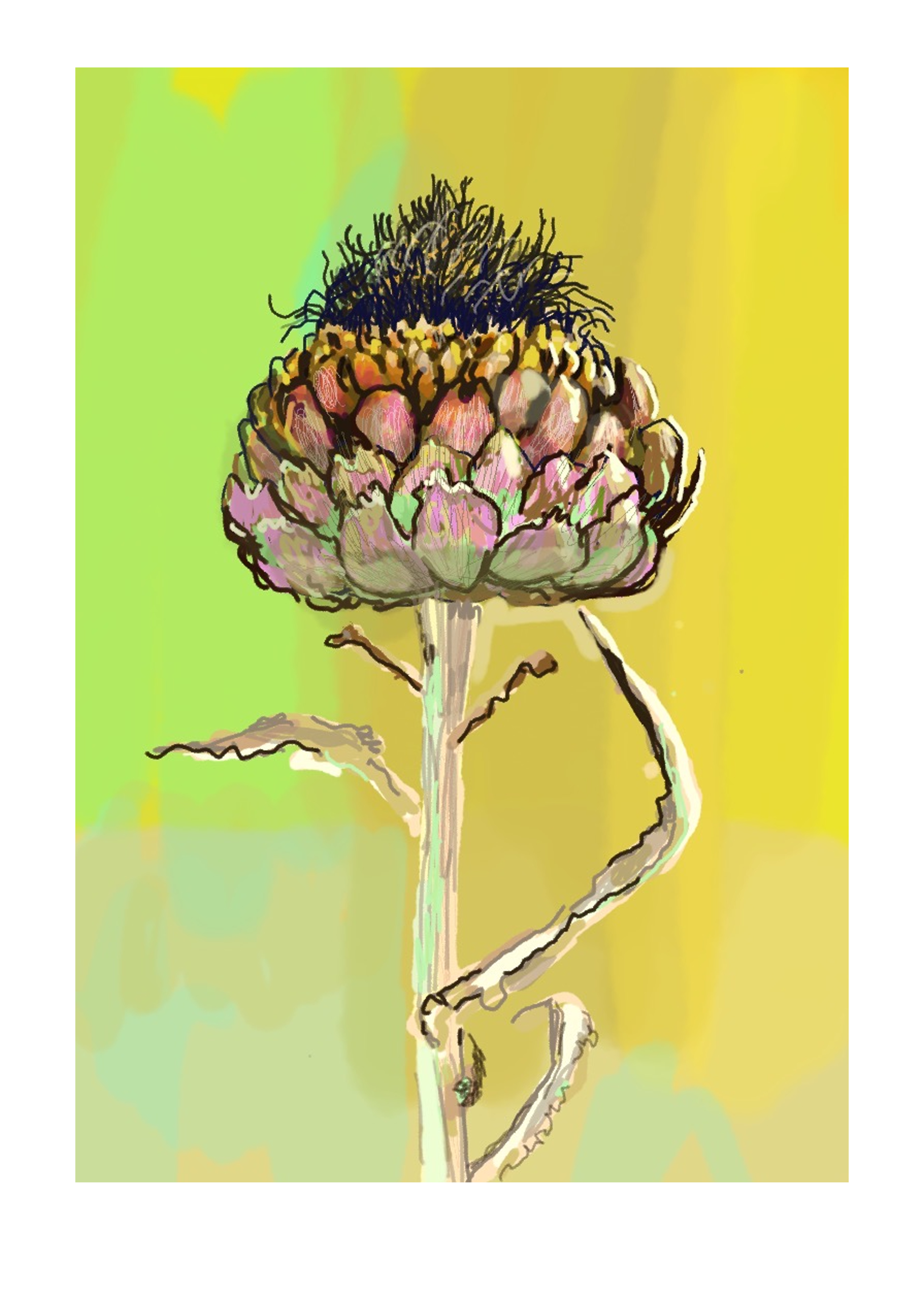 Artichoke_2_
