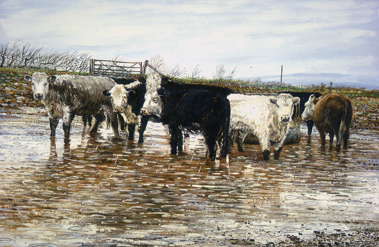 Lonesome_Cattle