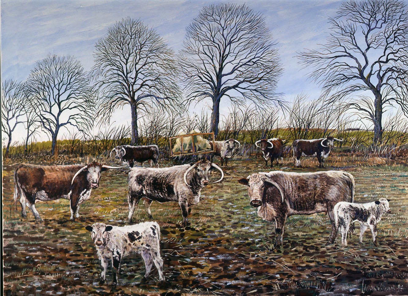 Longhorn_Cattle