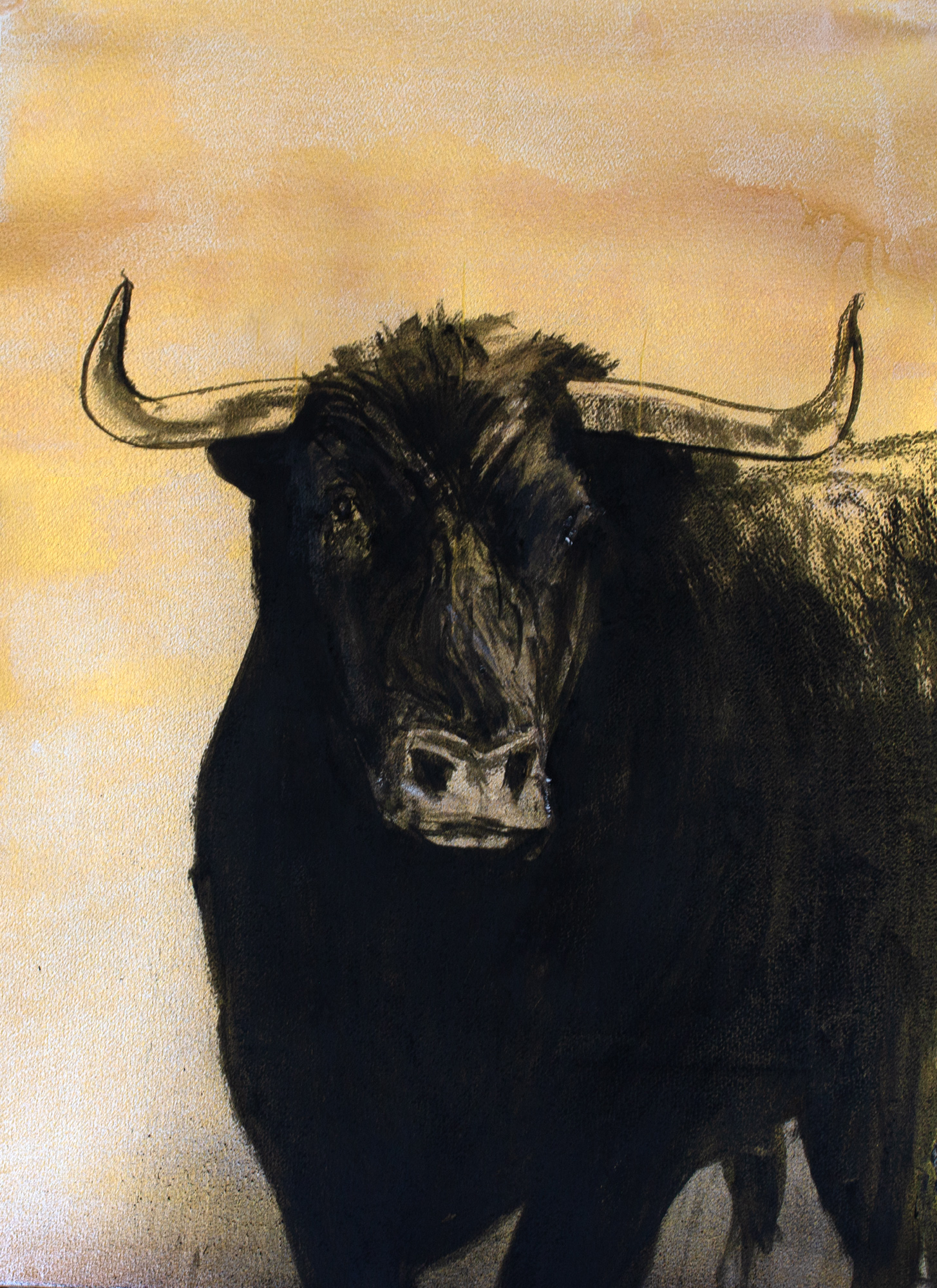 Portugese_Bull_2