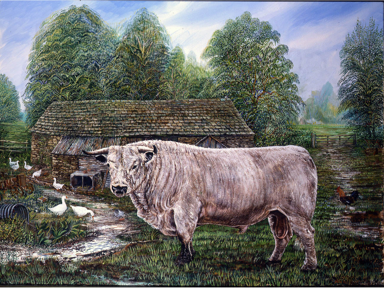 White_Park_Bull