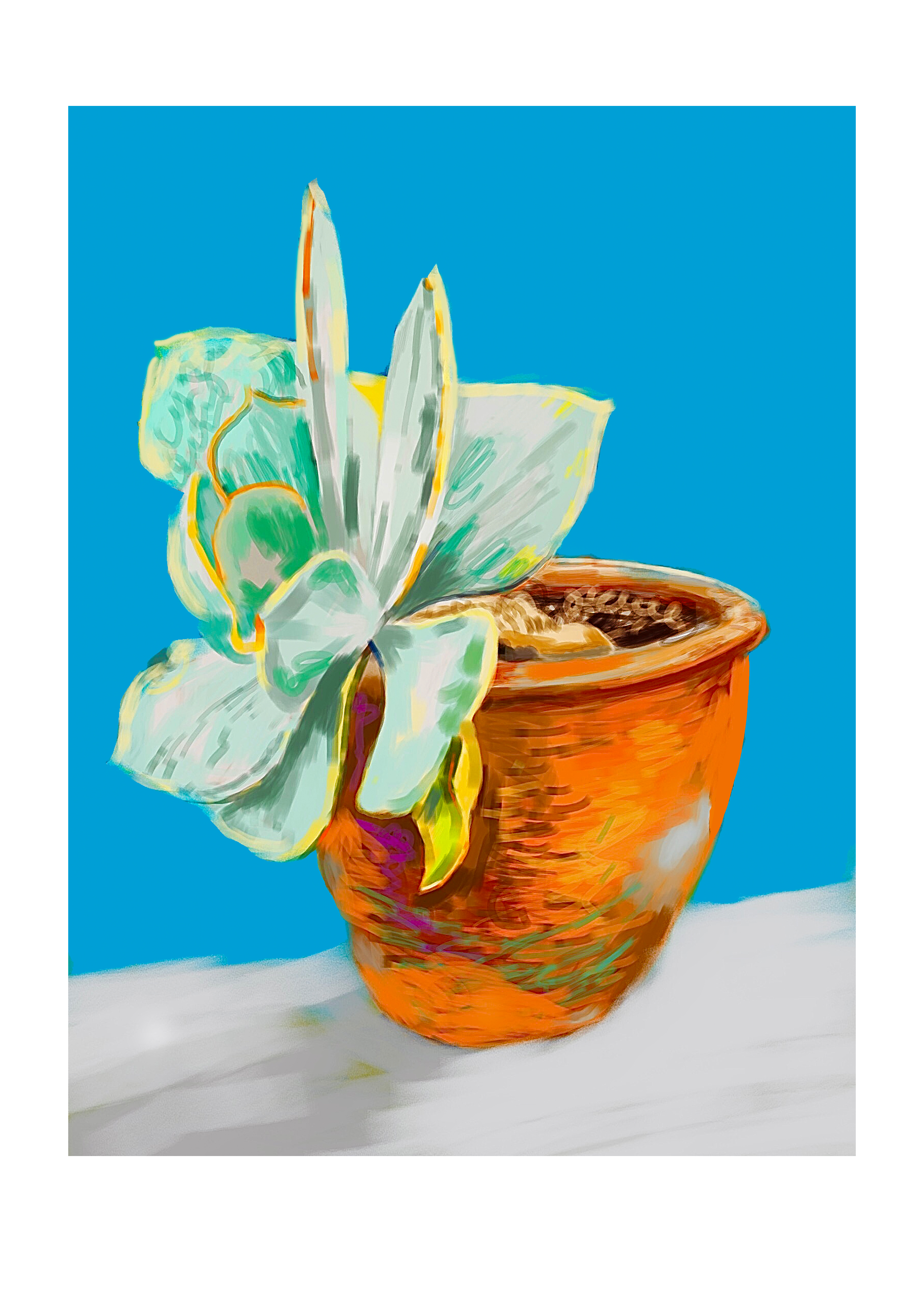 White_succulent_